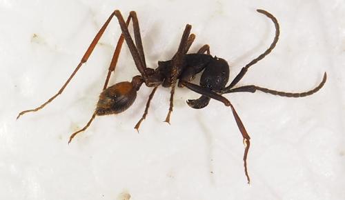 Réf. 277 298 : Eciton sp.